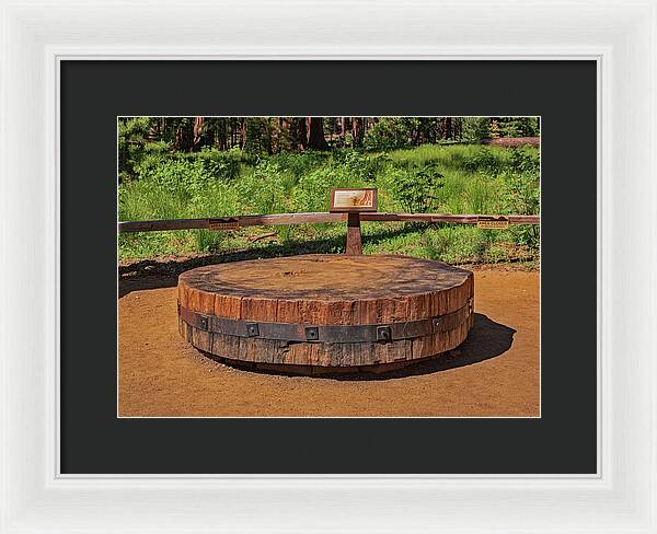 Chopped up Slice of a Giant Sequoia Display - Framed Print