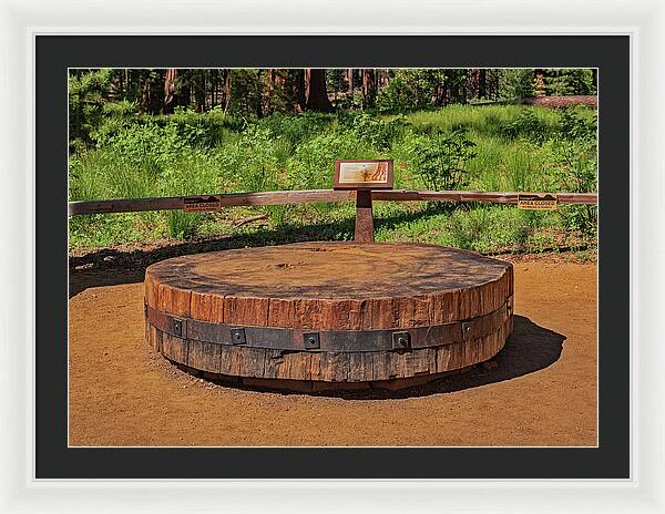 Chopped up Slice of a Giant Sequoia Display - Framed Print