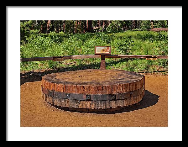 Chopped up Slice of a Giant Sequoia Display - Framed Print