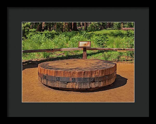 Chopped up Slice of a Giant Sequoia Display - Framed Print