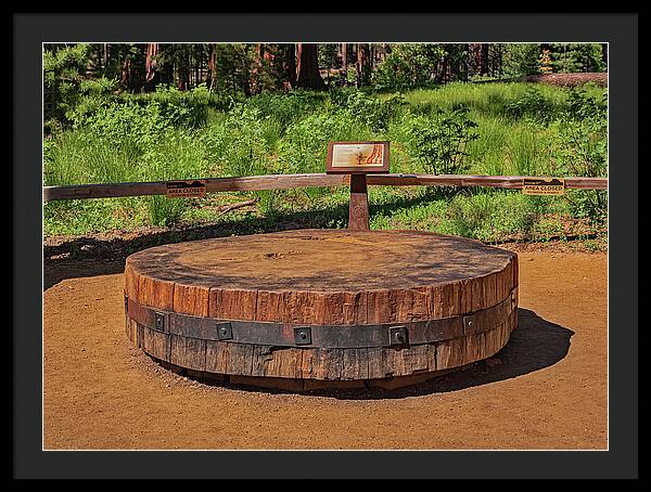 Chopped up Slice of a Giant Sequoia Display - Framed Print
