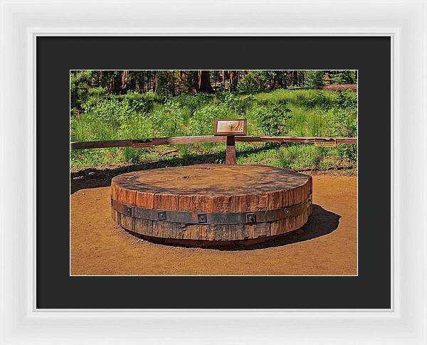 Chopped up Slice of a Giant Sequoia Display - Framed Print