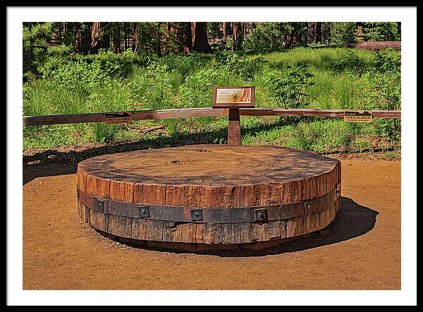 Chopped up Slice of a Giant Sequoia Display - Framed Print