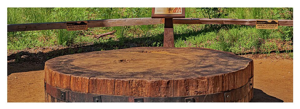 Chopped up Slice of a Giant Sequoia Display - Yoga Mat