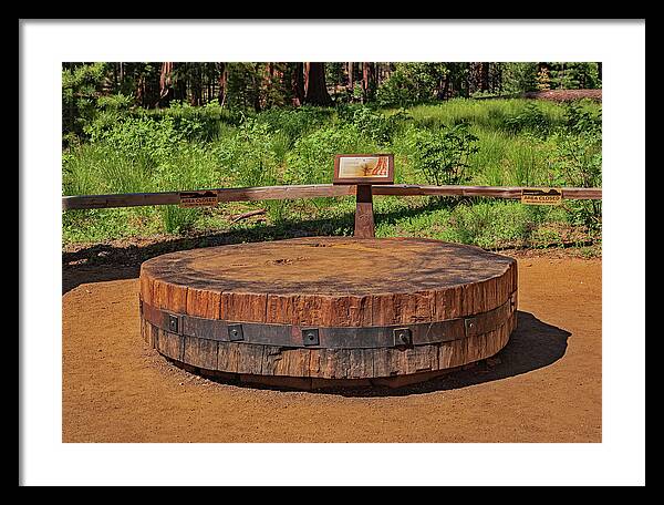 Chopped up Slice of a Giant Sequoia Display - Framed Print