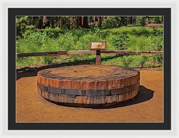 Chopped up Slice of a Giant Sequoia Display - Framed Print