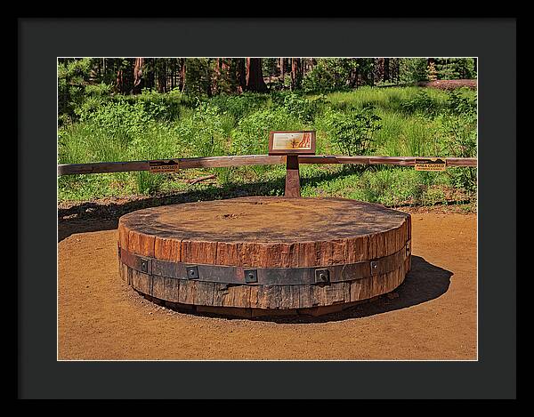 Chopped up Slice of a Giant Sequoia Display - Framed Print