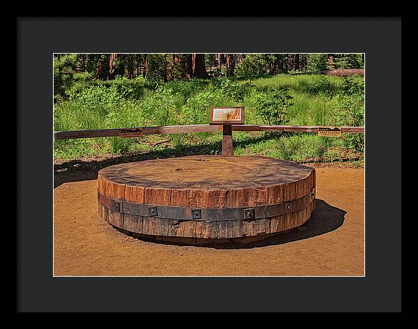 Chopped up Slice of a Giant Sequoia Display - Framed Print