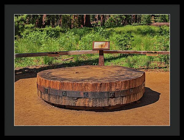 Chopped up Slice of a Giant Sequoia Display - Framed Print