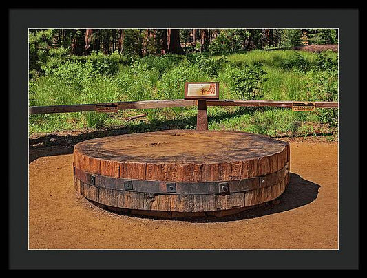 Chopped up Slice of a Giant Sequoia Display - Framed Print