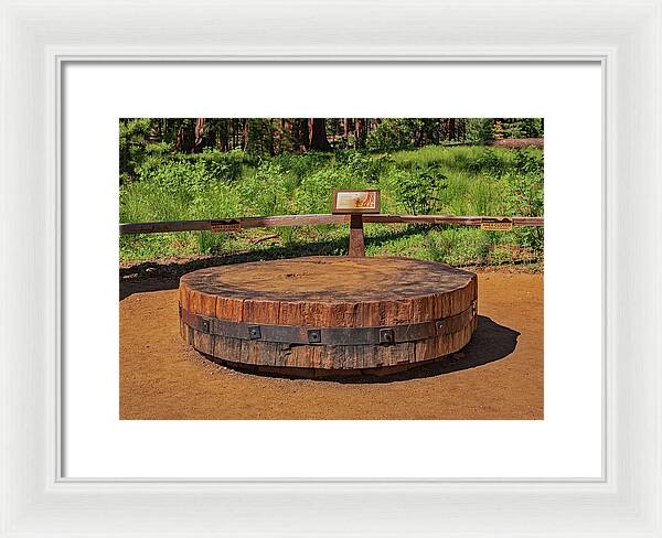 Chopped up Slice of a Giant Sequoia Display - Framed Print