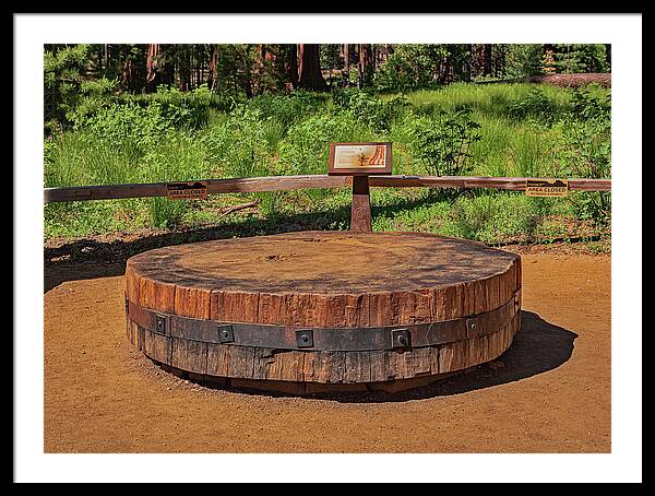 Chopped up Slice of a Giant Sequoia Display - Framed Print
