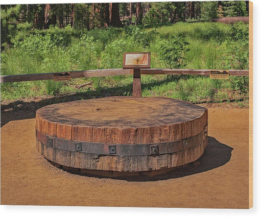 Chopped up Slice of a Giant Sequoia Display - Wood Print