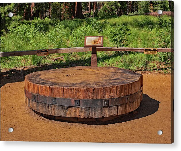 Chopped up Slice of a Giant Sequoia Display - Acrylic Print