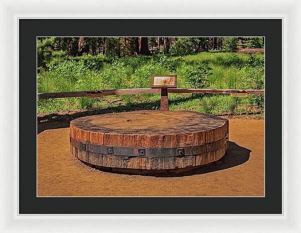 Chopped up Slice of a Giant Sequoia Display - Framed Print