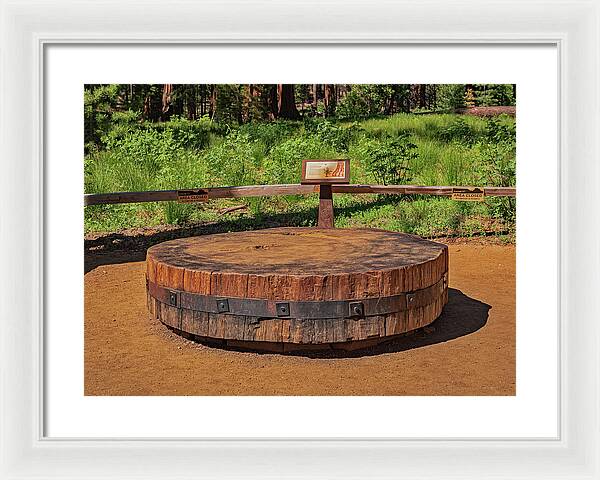 Chopped up Slice of a Giant Sequoia Display - Framed Print