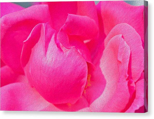 Closeup of a Wonderful Pink Rose  - Canvas Print