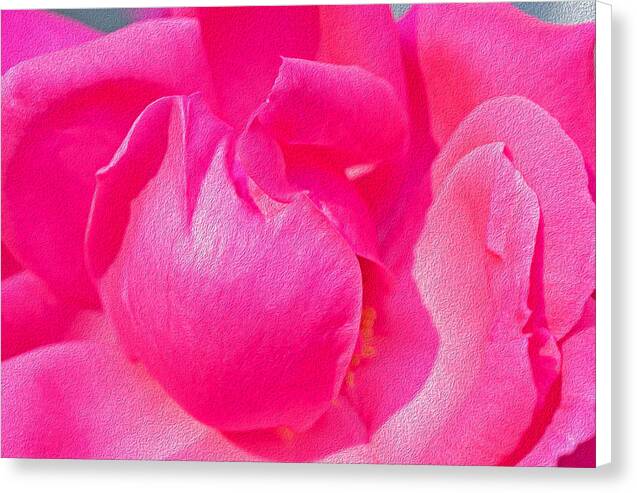 Closeup of a Wonderful Pink Rose  - Canvas Print