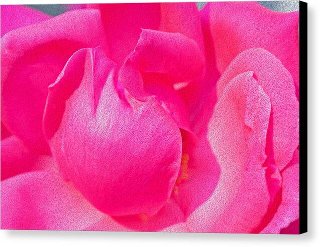 Closeup of a Wonderful Pink Rose  - Canvas Print