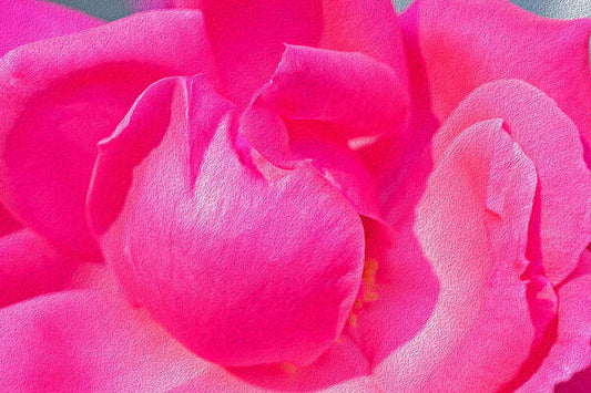 Closeup of a Wonderful Pink Rose  - Art Print