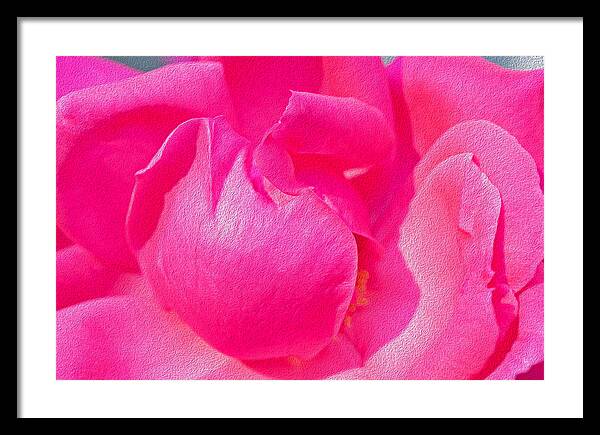 Closeup of a Wonderful Pink Rose  - Framed Print