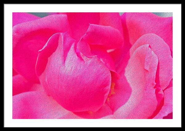 Closeup of a Wonderful Pink Rose  - Framed Print