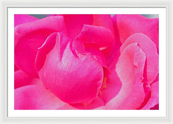 Closeup of a Wonderful Pink Rose  - Framed Print