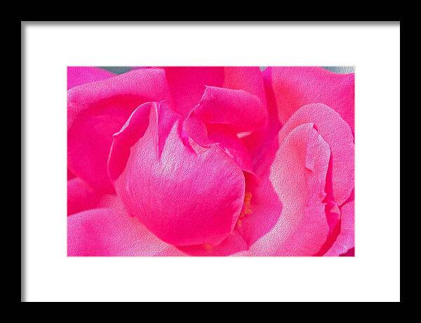 Closeup of a Wonderful Pink Rose  - Framed Print