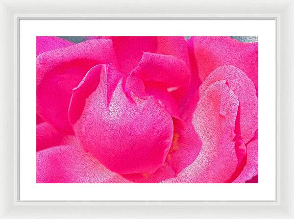 Closeup of a Wonderful Pink Rose  - Framed Print