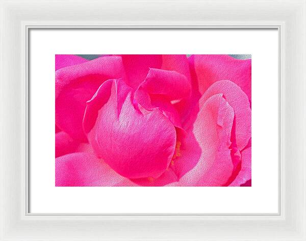 Closeup of a Wonderful Pink Rose  - Framed Print