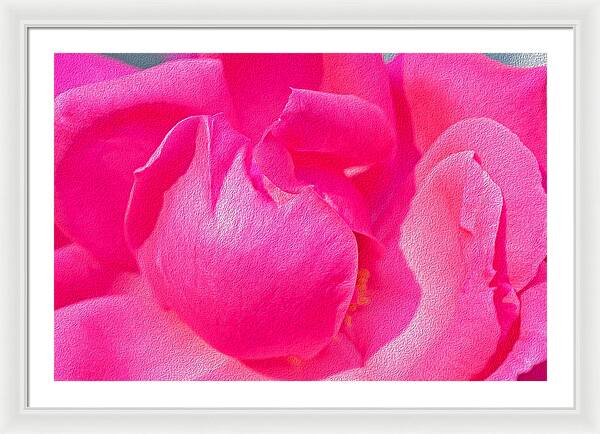 Closeup of a Wonderful Pink Rose  - Framed Print
