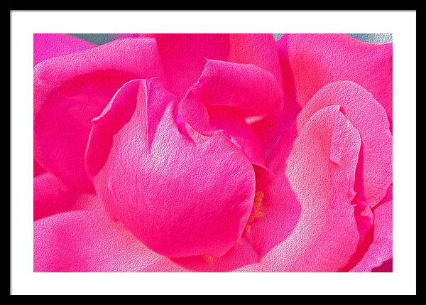 Closeup of a Wonderful Pink Rose  - Framed Print