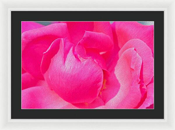 Closeup of a Wonderful Pink Rose  - Framed Print