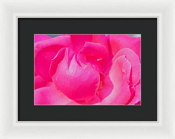 Closeup of a Wonderful Pink Rose  - Framed Print