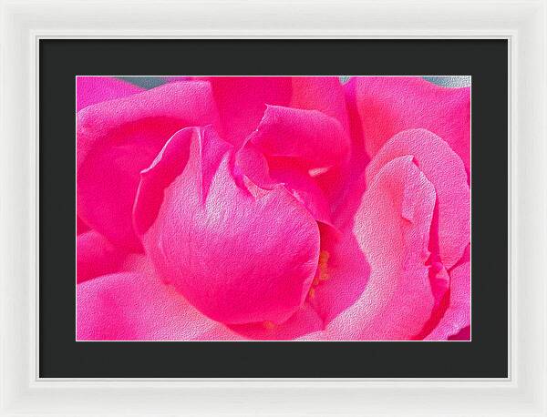 Closeup of a Wonderful Pink Rose  - Framed Print