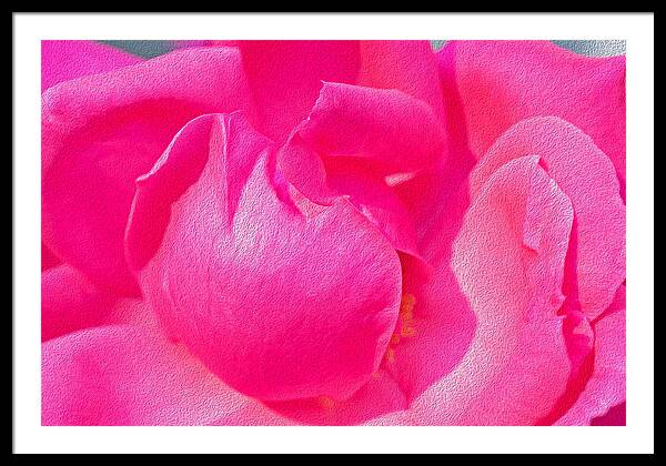 Closeup of a Wonderful Pink Rose  - Framed Print