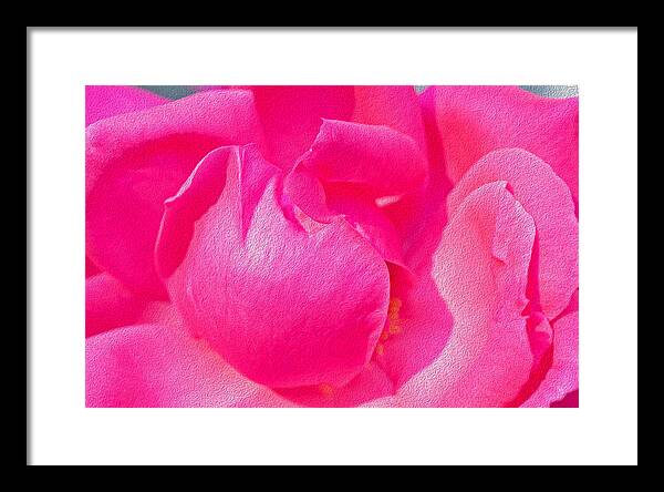 Closeup of a Wonderful Pink Rose  - Framed Print