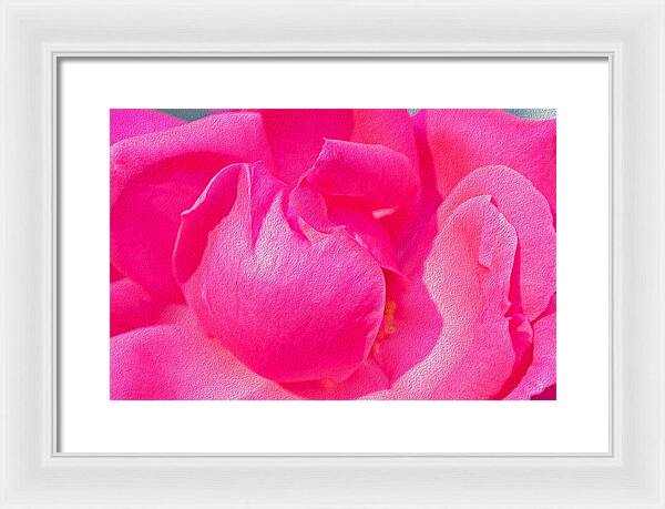 Closeup of a Wonderful Pink Rose  - Framed Print