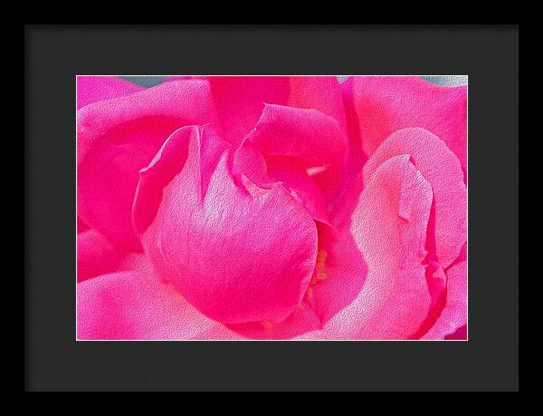 Closeup of a Wonderful Pink Rose  - Framed Print