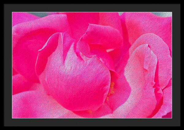 Closeup of a Wonderful Pink Rose  - Framed Print