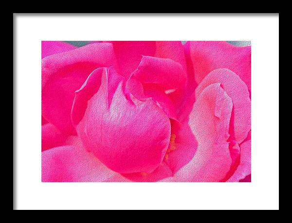 Closeup of a Wonderful Pink Rose  - Framed Print