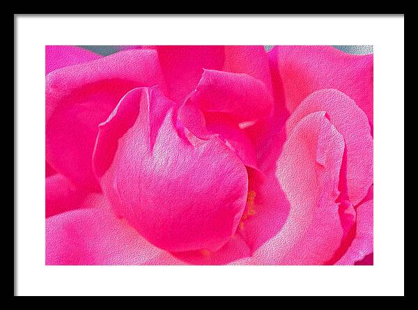 Closeup of a Wonderful Pink Rose  - Framed Print