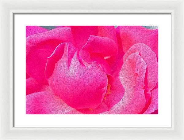 Closeup of a Wonderful Pink Rose  - Framed Print
