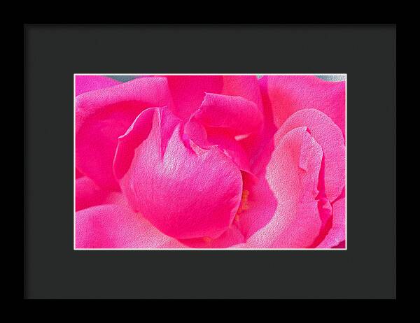 Closeup of a Wonderful Pink Rose  - Framed Print