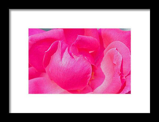 Closeup of a Wonderful Pink Rose  - Framed Print