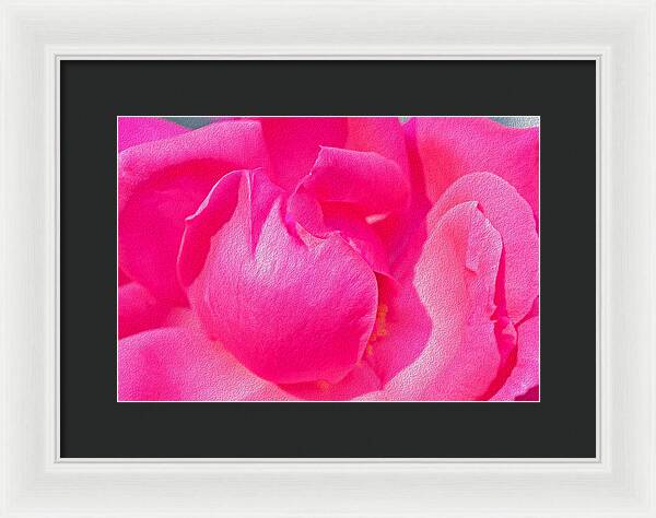 Closeup of a Wonderful Pink Rose  - Framed Print