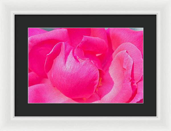 Closeup of a Wonderful Pink Rose  - Framed Print