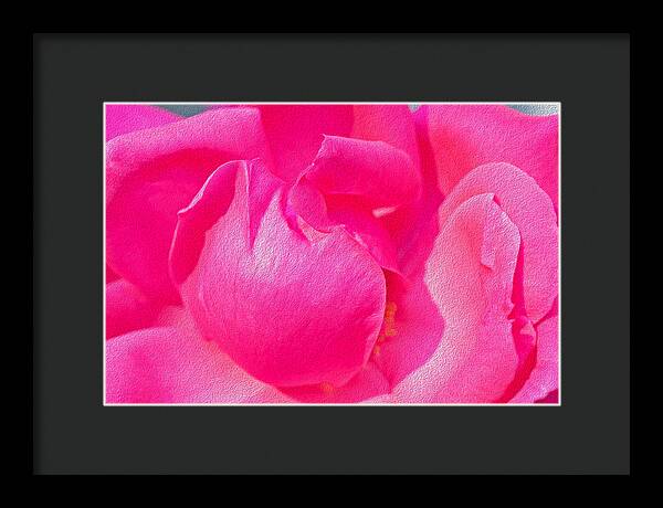 Closeup of a Wonderful Pink Rose  - Framed Print