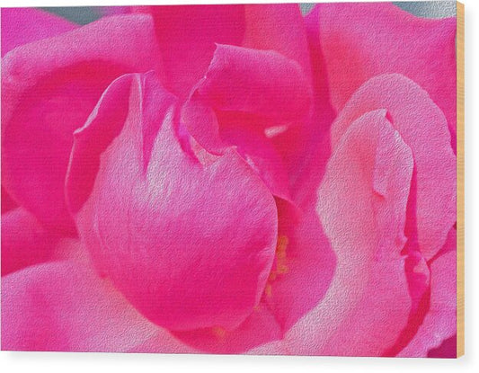 Closeup of a Wonderful Pink Rose  - Wood Print