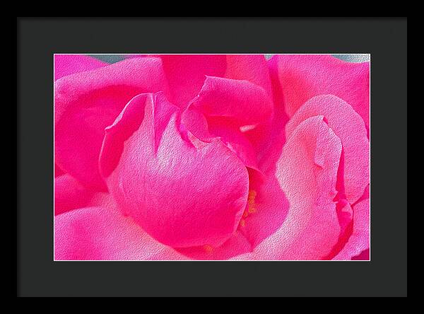 Closeup of a Wonderful Pink Rose  - Framed Print